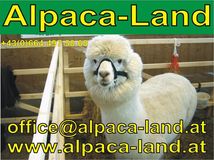 Alpaca Land in Außerwall