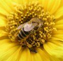 Blumen vom FLORALSTUDIO Natur aus Meisterhand