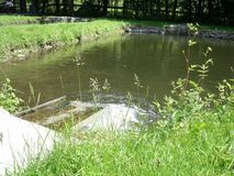 Gusental-Forelle