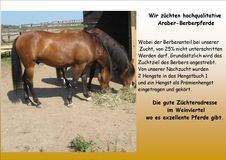 Araber-Berberzucht in Österreich, Weinviertel,
EL BARBARI