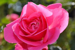 Baden Blumen Brunner Gartenbau Floristik Dekorationen Grabpflege