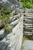 Der Service Gärtner, Gartenpflege und Gartengestaltung