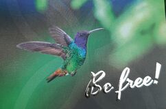 Mosleitner Bettina be free