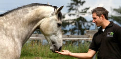 Pferdemassage BUCHER MARKUS