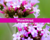 Wunschkraut