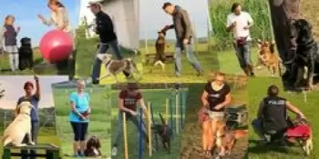 Profitrainer 4 Dog`s Haas Günther, Kynopädagoge Individuelles, praxisnahes Training mit Ihnen und Ihrem Hund.Sachkundenachweis N