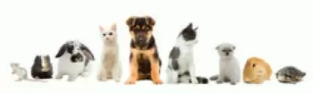 Tierbetreuung, Tiersitter, Katzensitter, Hundesitter