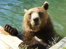 KENNY-BEAR-LAND Verein zum Schutz und zur Erhaltung von Braunbären in Österreich