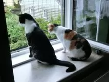 Katzengitter Fenstergitter 
