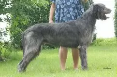 Irish Wolfhound of Black highlander`s Eireen