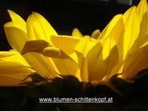 Blumen Schittenkopf