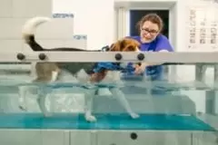 Hund am Unterwasserlaufband