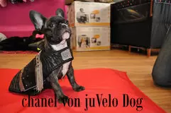 juVelo Dog Boutique